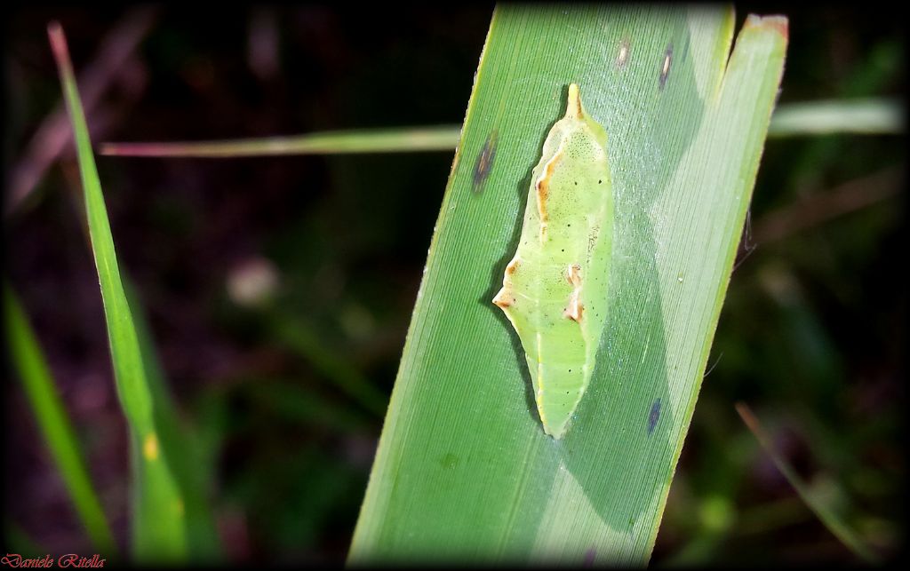 Crisalide di??? Pieris sp.